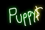 Puppy
