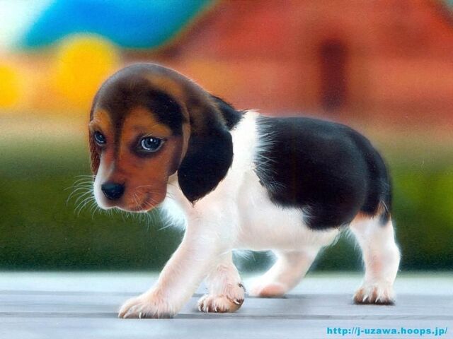 File:Beagle-puppy.jpg