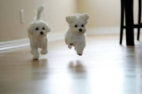 File:Maltese-puppies.jpg
