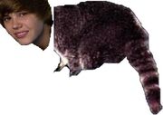 Biebecoon