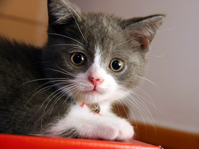 File:Animals Cats Small cat 005241 .jpg