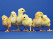 1024x768 BabyChicks-723444