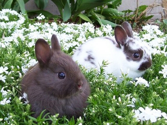 File:Bunny Wunny.jpg