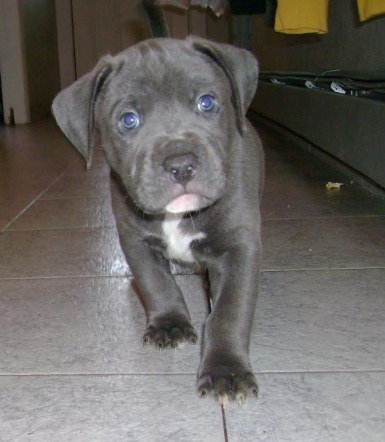 File:Spike.jpg