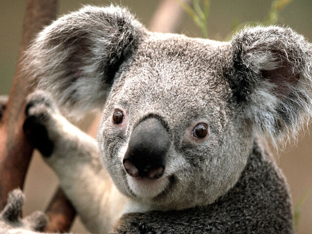 File:Koala bear.jpg