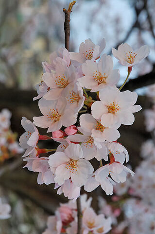 File:399px-2007 Sakura of Fukushima-e 007 rotated.jpg