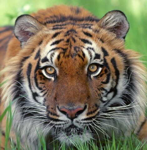 File:HeartofaTiger.jpg