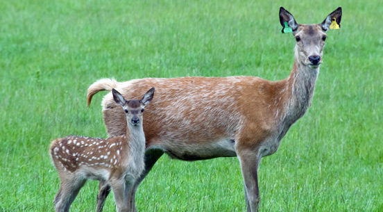 File:Deer park.jpg