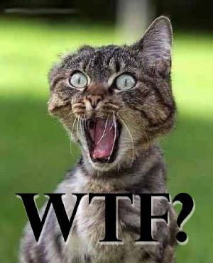 File:Wtf-cat.jpg