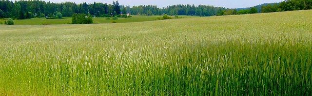 File:Vihti.jpg