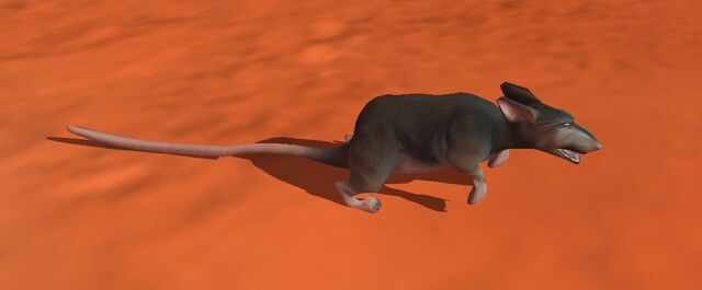File:Rat.jpg