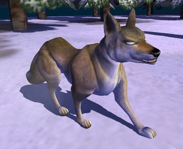 File:Coyote.jpg