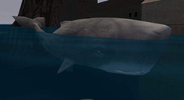 File:SpermWhale.jpg