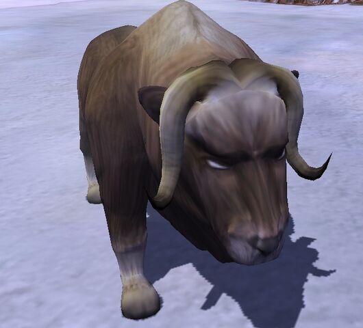 File:Musk Ox.jpg