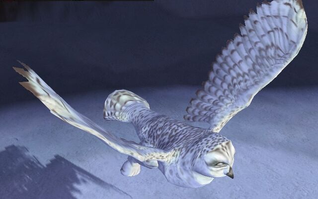 File:SnowyOwl.jpg