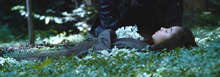 Dead-rue-with-flowers