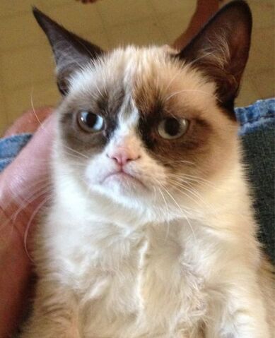 File:Grumpy Cat.jpg