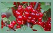 Green Berries