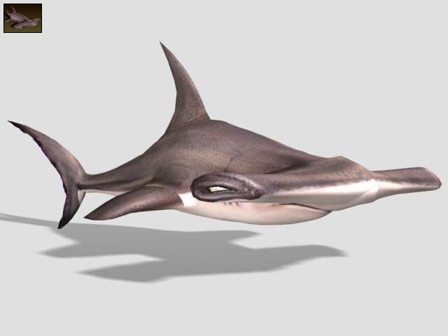 File:Hammerhead Shark.jpg