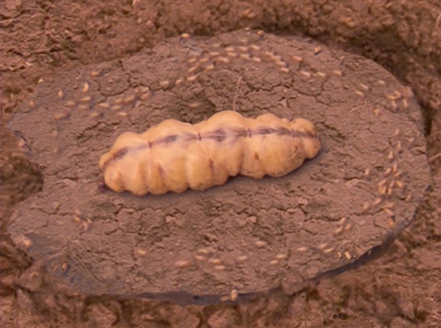 File:Tasty termite.jpg
