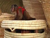 CapuchinMonkey.jpg