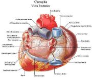 Figura2Cardio
