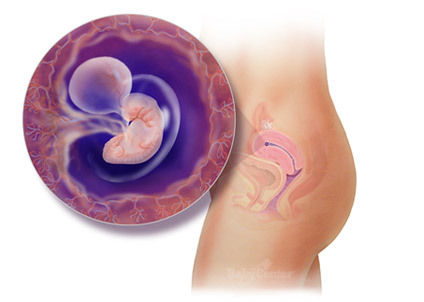 Arquivo:Figura1 DMP1.jpg