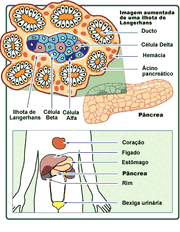 Diabetes-pancreas célula beta.gif