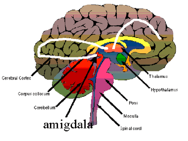 Arquivo:Figura5.gif