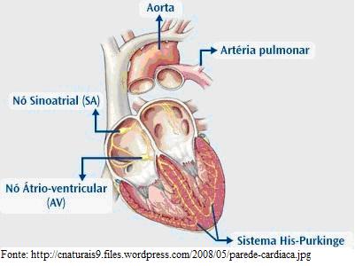 Arquivo:Figura4 Cardio.jpg