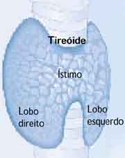 Arquivo:Tireoide2.jpg