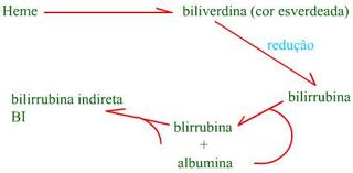 Metabolismo.jpg