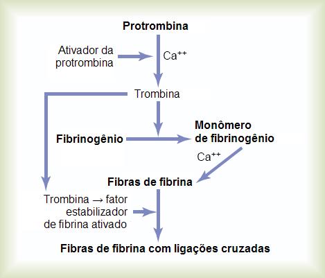 Arquivo:Coag3.jpg