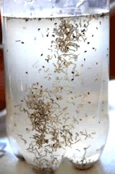 Dengue 2.jpg
