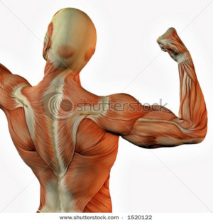 Arquivo:Hipertrofia.jpg