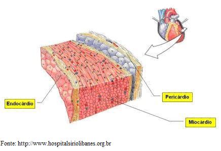 Arquivo:Figura5 Cardio.jpg