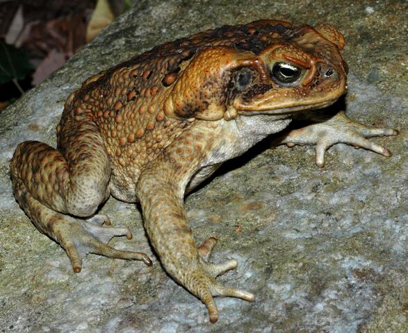 File:Invasivore Cane Toad.jpg
