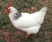 Chicken-03