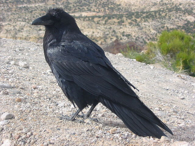 File:Raven.jpg