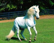 White-horse.jpg