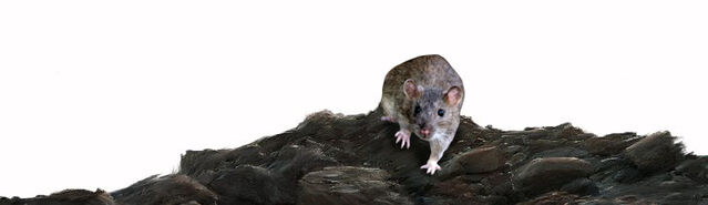 File:Rat.jpg