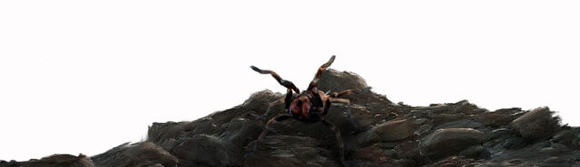 File:Npc-spider2.jpg