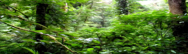 File:Initium ForbiddenForest.jpg