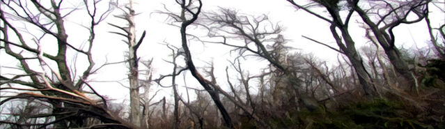 File:Initium BlackForest.jpg