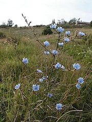 220px-Chicory01