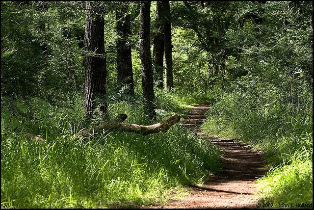 File:ForestPath Animal Studies class.jpg