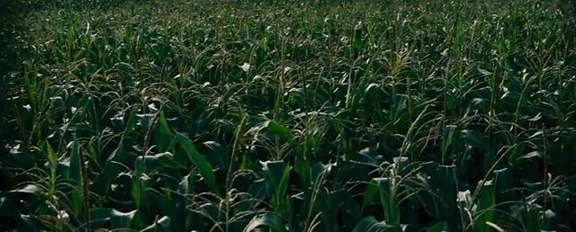 File:Corncrop.jpg