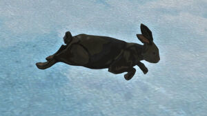 Rabbit