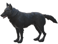 Wolf