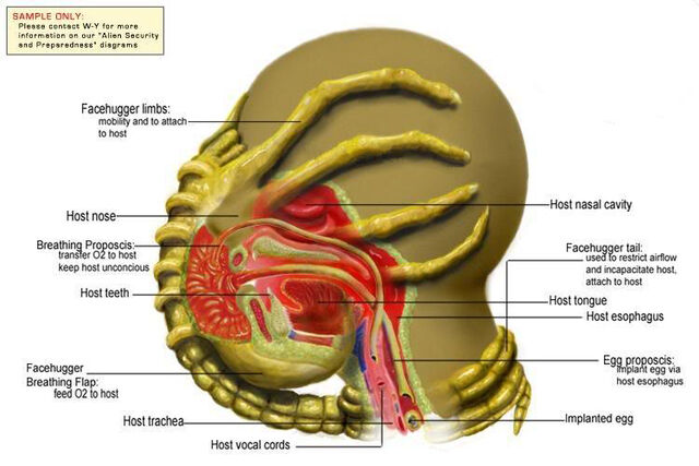 File:Facehugger Biology..jpg